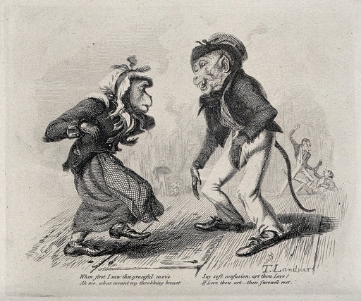 A male and a female monkey, both dressed in human cloothing, standing on a dancefloor. Etching by T. Landseer.