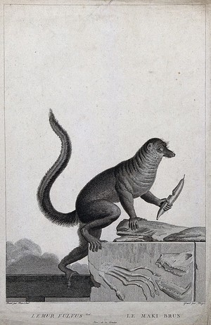 view A lemur climbing up an block of stone holding a fruit in its left hand. Etching by S. Miger, ca. 1808 after N. Maréchal.