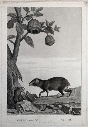 view Two agoutis or cavies meeting under the branch of a fruit tree. Etching by S. Miger, ca. 1808, after N. Maréchal.