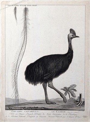 view A cassowary walking next to a display of its feathers and a skeletal foot. Etching by S. Miger, ca. 1808, after N. Maréchal.