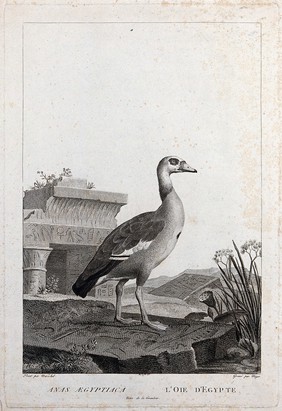 An Egyptian goose walking on and surrounded by slabs of stone inscribed with Egyptian hieroglyphs. Etching by S. C. Miger, ca. 1808, after N. Maréchal.