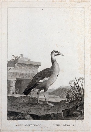 view An Egyptian goose walking on and surrounded by slabs of stone inscribed with Egyptian hieroglyphs. Etching by S. C. Miger, ca. 1808, after N. Maréchal.