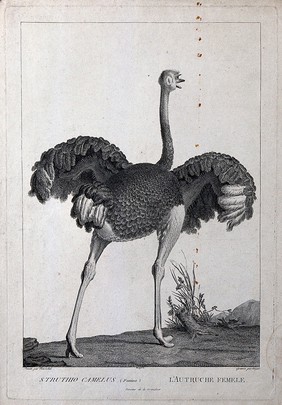 A female ostrich (Struthio camelus). Etching by S. C. Miger, ca. 1808, after N. Maréchal.