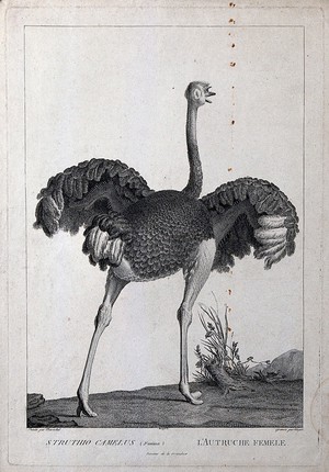 view A female ostrich (Struthio camelus). Etching by S. C. Miger, ca. 1808, after N. Maréchal.