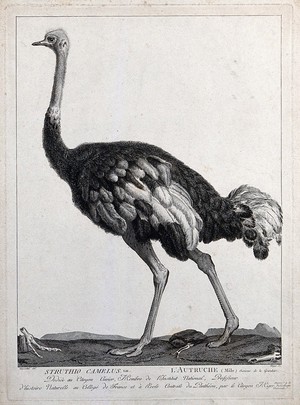 view A male ostrich (Struthio camelus). Etching by S. C. Miger, ca. 1808, after N. Maréchal.