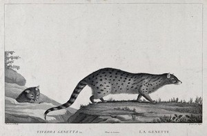 view A genet is walking over a grassy rock while another genet is about to jump on a rock. Etching by S. C. Miger, ca. 1808, after A. de Wailly.