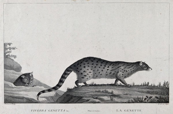 A genet is walking over a grassy rock while another genet is about to jump on a rock. Etching by S. C. Miger, ca. 1808, after A. de Wailly.