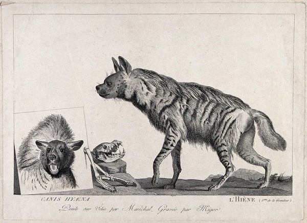 A hyena is standing next to plate bearing its image and a skull and bones of a hyena skeleton. Etching by S. C. Miger, ca. 1808, after N. Maréchal.