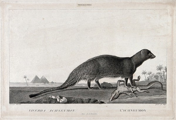 An Egyptian mongoose (ichneumon), standing on a disembowelled crocodile with the crocodile's destroyed eggs nearby. Etching by S. C. Miger, ca. 1808, after N. Maréchal.