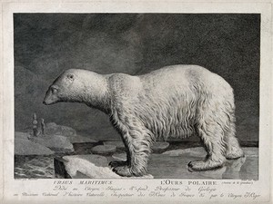 view A polar bear standing on an ice floe in the Arctic sea. Etching by S. C. Miger, ca. 1808, after N. Maréchal.