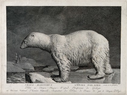 A polar bear standing on an ice floe in the Arctic sea. Etching by S. C. Miger, ca. 1808, after N. Maréchal.