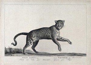 view A panther. Etching by S. C. Miger, ca. 1808, after N. Maréchal.