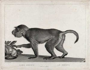 view A rhesus monkey advancing towards some fruit on a table. Etching by S. C. Miger, ca. 1808, after N. Maréchal.