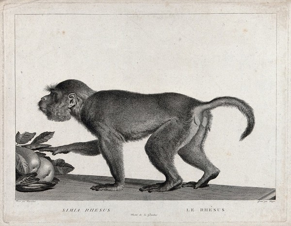 A rhesus monkey advancing towards some fruit on a table. Etching by S. C. Miger, ca. 1808, after N. Maréchal.
