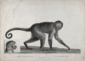 view A monkey (simia apella) walking past its own portrait engraved on stone. Etching by S. C. Miger, ca. 1808, after N. Maréchal.