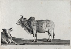 view Two zebus (bos indicus), one kneeling, one standing. Etching by S. C. Miger, ca. 1808, after N. Maréchal.