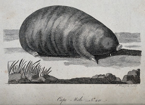 A cape mole sitting on the ground. Etching by P. Mazell.