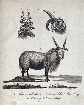 Above, the heads of a Cretan sheep and an Iceland sheep; below, a four horned ram. Etching by P. Mazell.