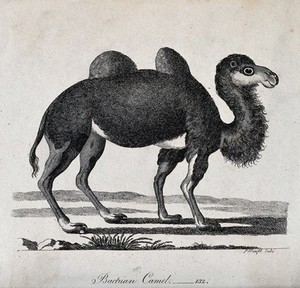 view A Bactrian camel. Etching by P. Mazell.