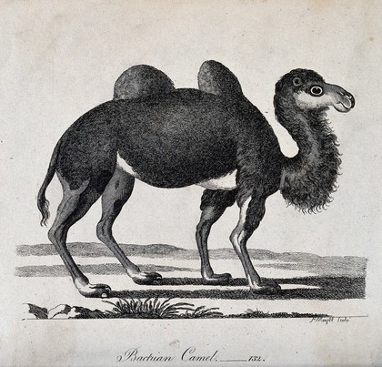 A Bactrian camel. Etching by P. Mazell.
