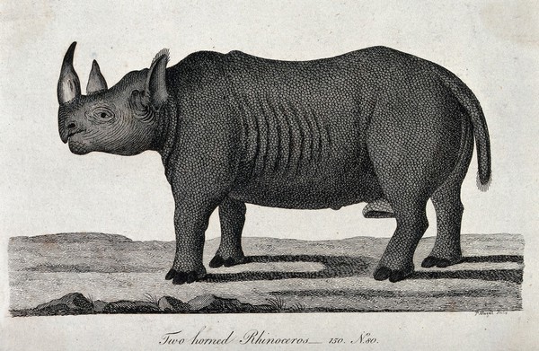 A two-horned rhinoceros. Etching by P. Mazell.