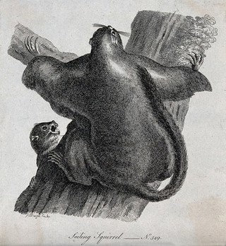 Two flying squirrels climbing up the trunk of a tree. Etching by P. Mazell.