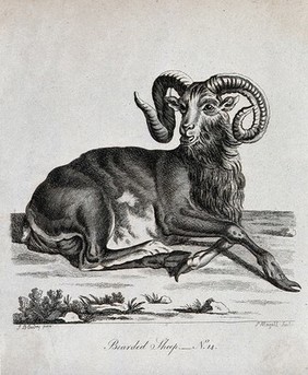 A bearded sheep sitting on a rocky ground. Etching by P. Mazell after J. B. Oudry.