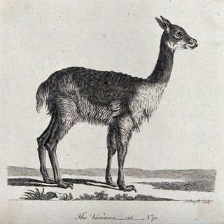 A vicunna. Etching by P. Mazell.