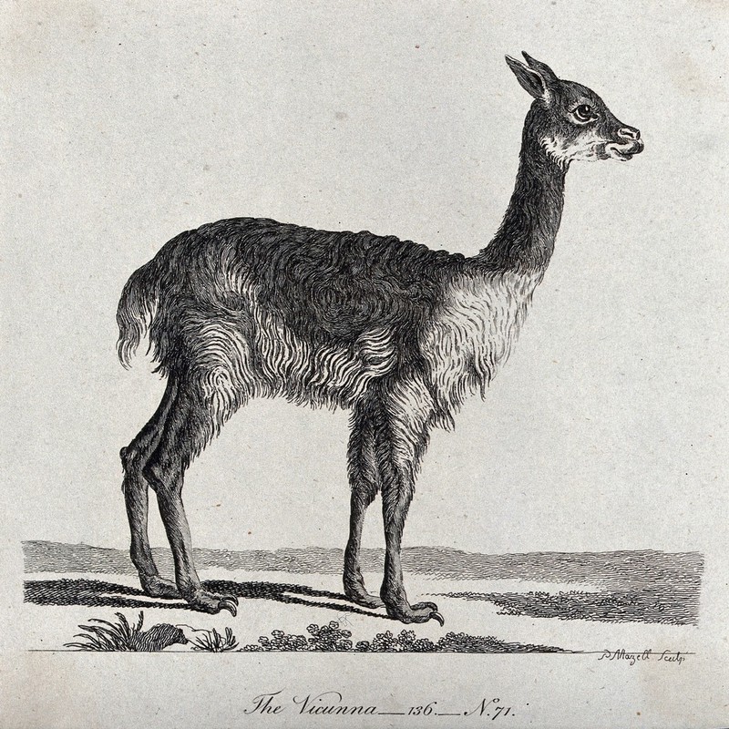 A vicunna. Etching by P. Mazell., by Peter Mazell