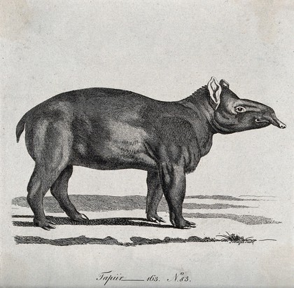 A tapir. Etching by P. Mazell.