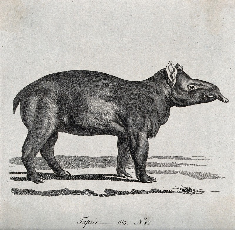 A tapir. Etching by P. Mazell., by Peter Mazell