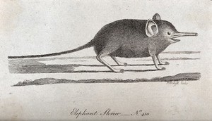 view An elephant shrew with a long proboscis. Etching by P. Mazell.