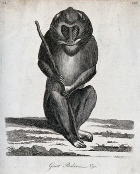 A great baboon sitting on the ground holding a stick. Etching by P. Mazell.