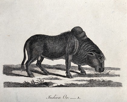 An Indian ox grazing. Etching by P. Mazell.