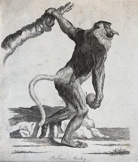 A Proboscis monkey holding on to a tree with its left arm while clasping a round object in its right hand. Etching by P. Mazell.