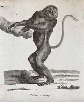 A Proboscis monkey standing upright holding on to a branch of a tree with both arms. Etching by P. Mazell.