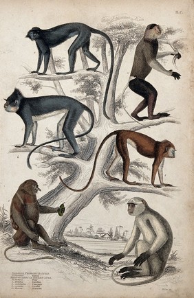 A tree populated by six different specimen of the genus Nasalis (apes). Coloured etching by S. Milne.