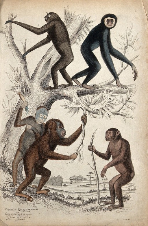 Two gibbons are climbing a tree while a chimpanzee and two orang-utans are playing with thr branches of the tree on the ground. Coloured etching by S. Milne.