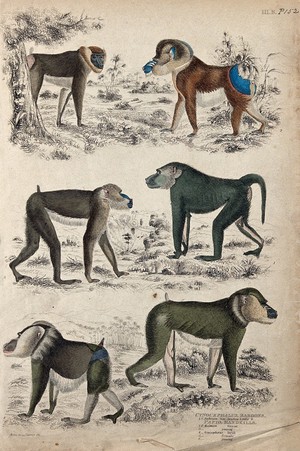 view Above, a female mandrill and a great mandrill; middle, a young mandrill and a little baboon; below, a drill mandrill and a young drill mandrill. Coloured etching by S. Milne and Turvey.