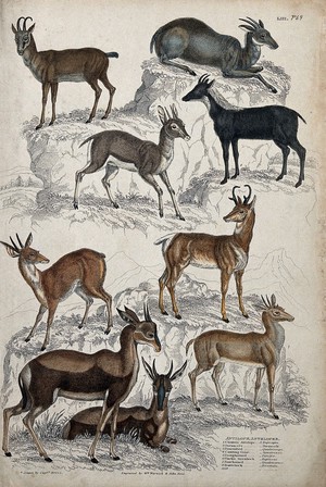 view Nine different specimen of the family of antelopes (Bovidae) shown in a rock strewn habitat. Coloured etching by W. Warwick and J. Reid after Captain T. Brown.