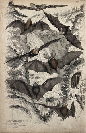 view Eight different specimen of bats shown with spread and folded wings. Coloured etching by S. Milne.