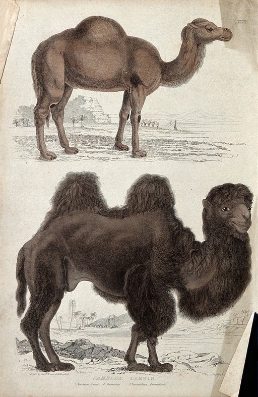 Above, a bactrian camel; below, a dromedary. Coloured etching by W. Warwick after Captain T. Brown and E. Marechal.