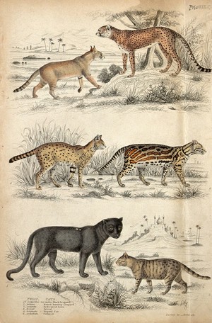 view Above, a leopard and a red-eared lynx; middle, a serval and a collared car (felis armillata); bottom, a black leopard and a nepaul cat. Coloured etching by Turvey and S. Milne.