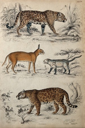 view Two jaguars, a persian lynx, and a colocolo shown prowling in their natural habitat. Coloured etching by Turvey.