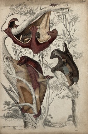 Three galeopitheci (flying cats) with their young climbing a tree. Coloured etching by S. Milne.