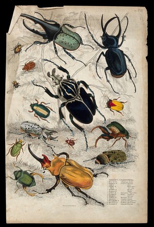 view Fifteen different specimen of the order Coleoptera (beetles and weevils). Coloured etching by J. Mayson.