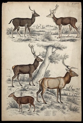 Five different specimen of the family Cervus (deer) shown in their natural habitat. Coloured etching by S. Milne.