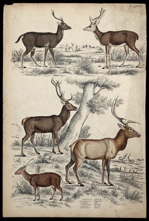 view Five different specimen of the family Cervus (deer) shown in their natural habitat. Coloured etching by S. Milne.