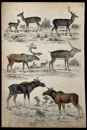 view Seven different specimen of the family Cervidae (deer), male and female, shown in their natural habitat. Coloured etching by S. Milne.