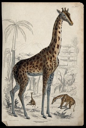 Three giraffes shown in their natural habitat. Coloured etching by W. Warwick after Captain T. Brown.